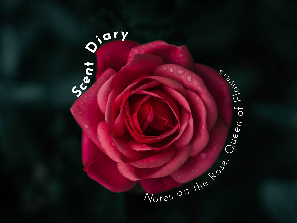 Scent diary: Notes on the Rose, ‘Queen of Flowers’