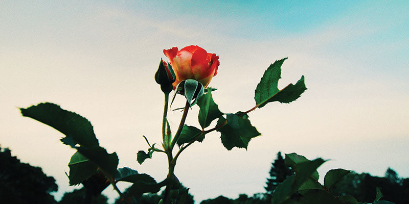 Scent diary: Notes on the Rose, ‘Queen of Flowers’